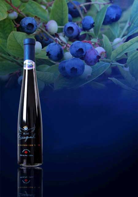健康绿色的蓝莓酒 逐渐被温州人所喜爱_优优优网