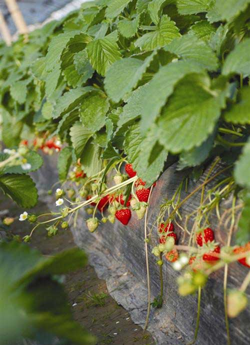 温州采摘 大棚草莓采摘 牛奶草莓 灵昆草莓基地
